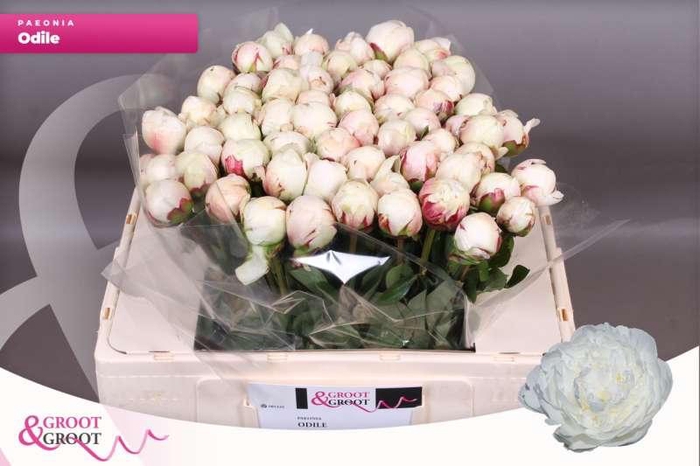 <h4>Paeonia Odile</h4>
