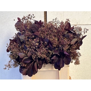 COTI C ROYAL PURPLE