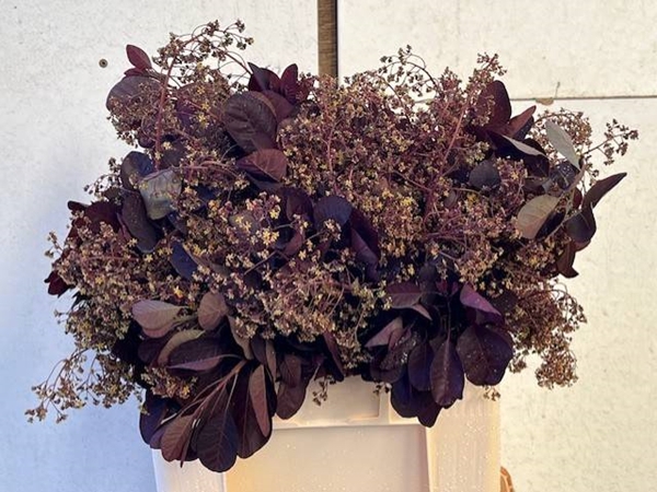 <h4>COTI C ROYAL PURPLE</h4>
