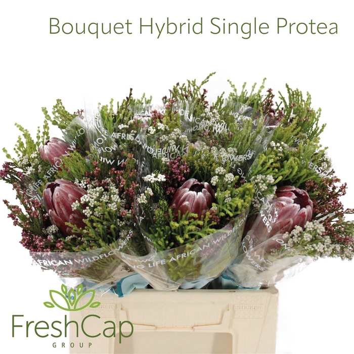 <h4>Bouquet Hybrid Single Protea</h4>