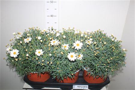 <h4>Arg Margriet Struik</h4>