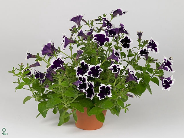 PET FOR PURPLE PICO