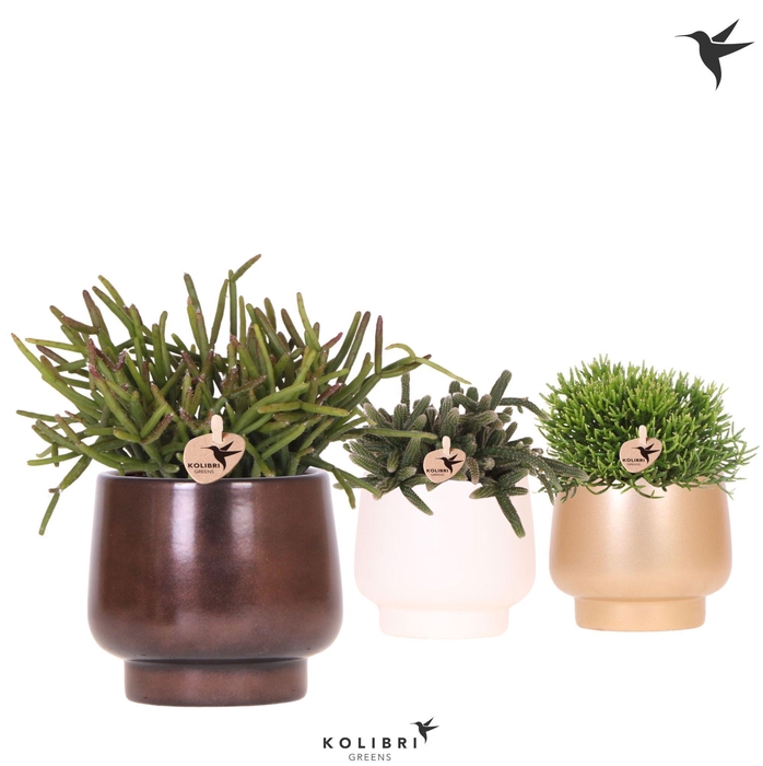 <h4>Kolibri Greens Rhipsalis mix in Scandic pot gold mix</h4>