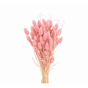 Dried Phalaris Pink Bunch