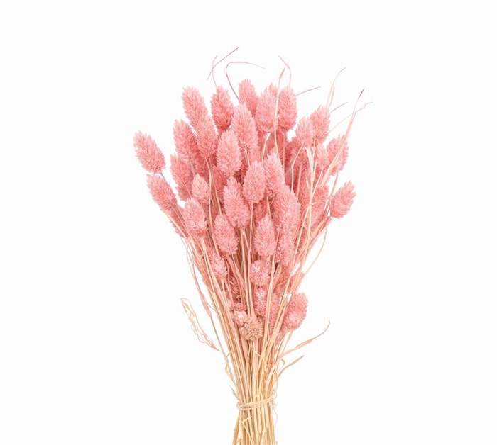 <h4>Dried Phalaris Pink Bunch</h4>