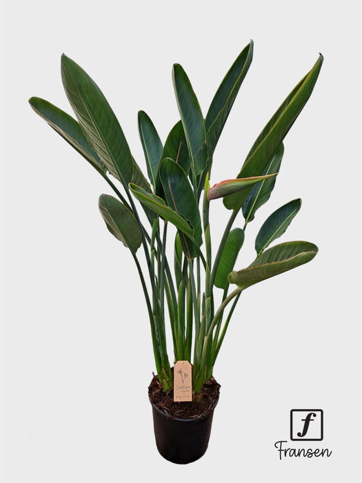 <h4>Strelitzia reg.</h4>