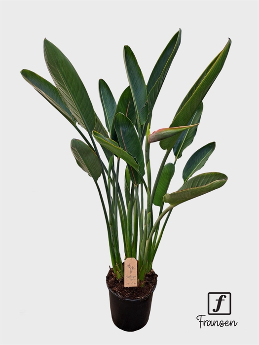 <h4>Strelitzia reg.</h4>