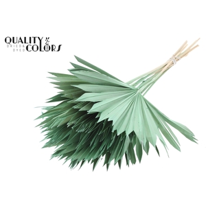 Sun Spear per stem Frosted Mint Green