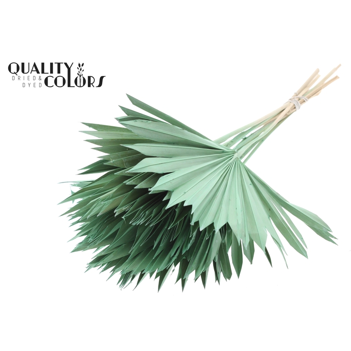 <h4>Sun Spear per stem Frosted Mint Green</h4>