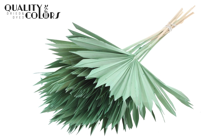 Sun Spear per stem Frosted Mint Green