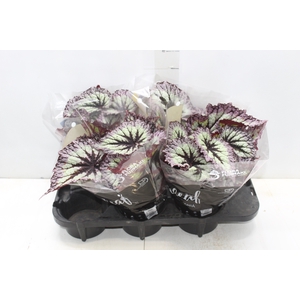 BEGONIA REX FIREWORK P15