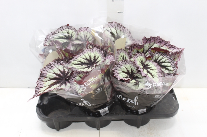 <h4>BEGONIA REX FIREWORK P15</h4>