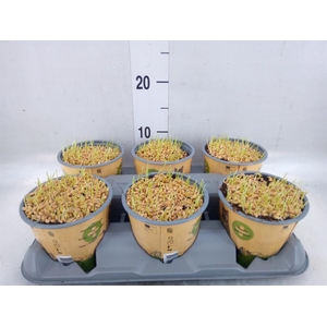 Hordeum sp.   ...kattegras zaai