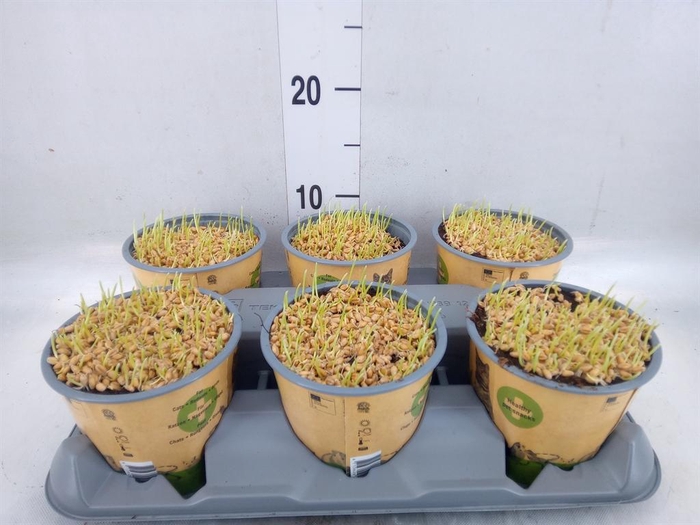 <h4>Hordeum sp.   ...kattegras zaai</h4>