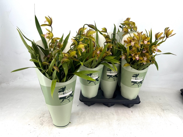 <h4>CYMB OVERIG</h4>