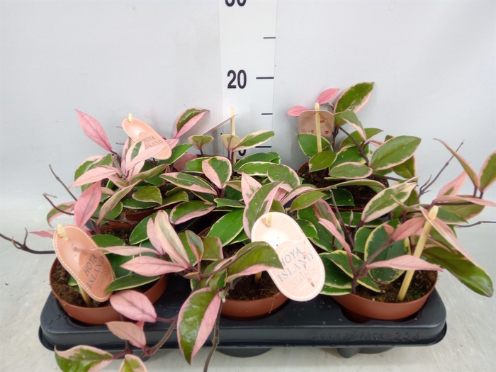 <h4>Hoya carnosa 'Floraganza Flamingo'</h4>