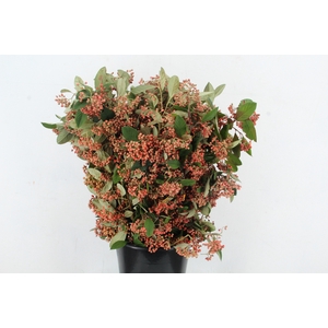 COTONEASTER 400GR