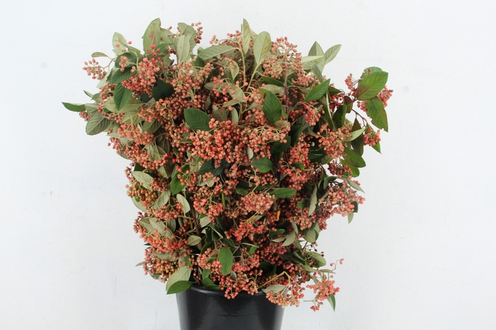 <h4>COTONEASTER 400GR</h4>