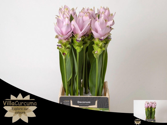 <h4>CURC AL SIAM SPLENDI</h4>