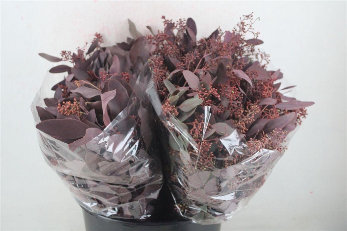 <h4>Euca Populus Berry Short Abs Red 150g Pbs</h4>