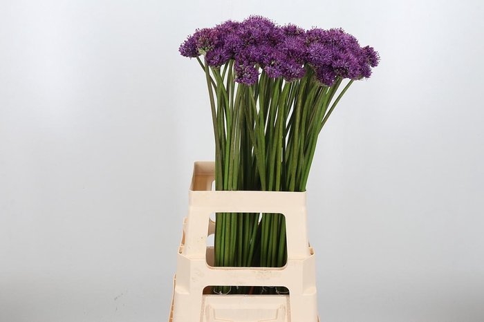 <h4>Allium Gladiator</h4>