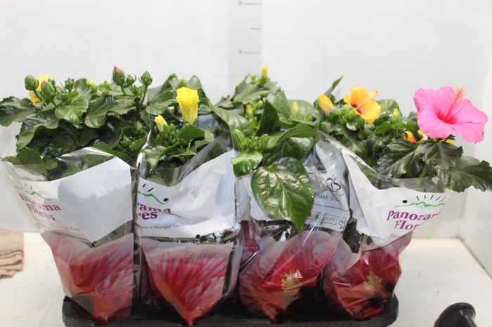 <h4>HIBISQS P15</h4>