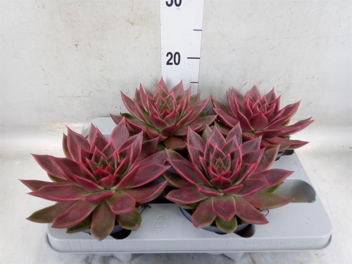 <h4>Echeveria   ...</h4>