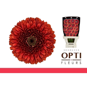 GE MB POMPONI RIZZO-Diamond*20