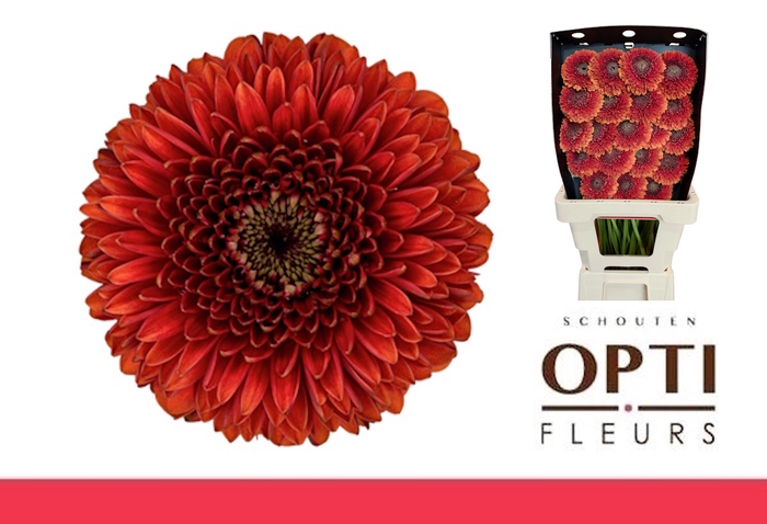 <h4>GE MB POMPONI RIZZO-Diamond*20</h4>