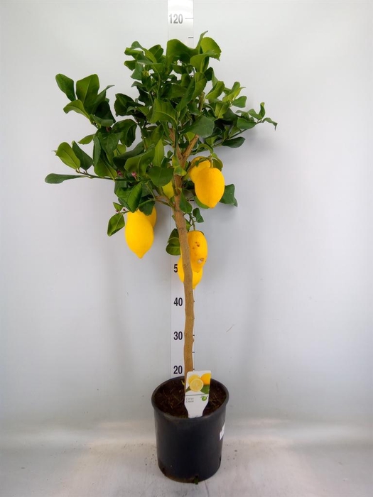 <h4>Citrus   ...</h4>