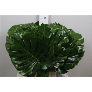 Monstera Blad 035cm