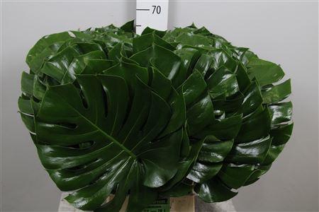 <h4>Monstera Blad 030cm Ø</h4>