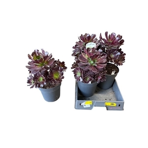 AEONIUM AB VELOURS