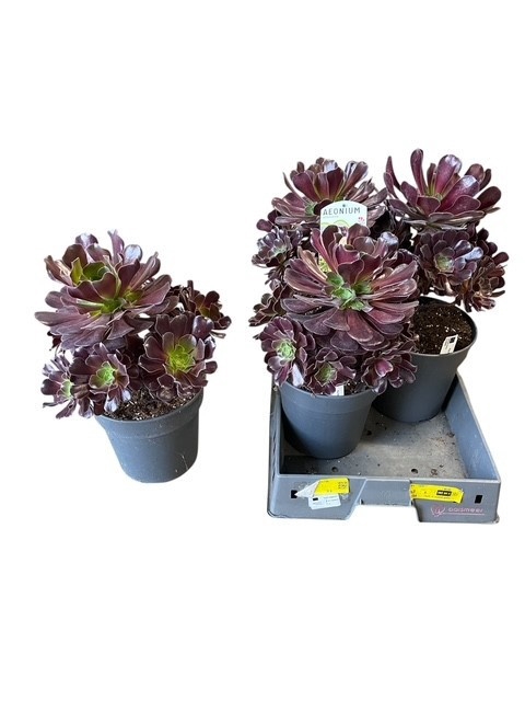 <h4>AEONIUM AB VELOURS</h4>