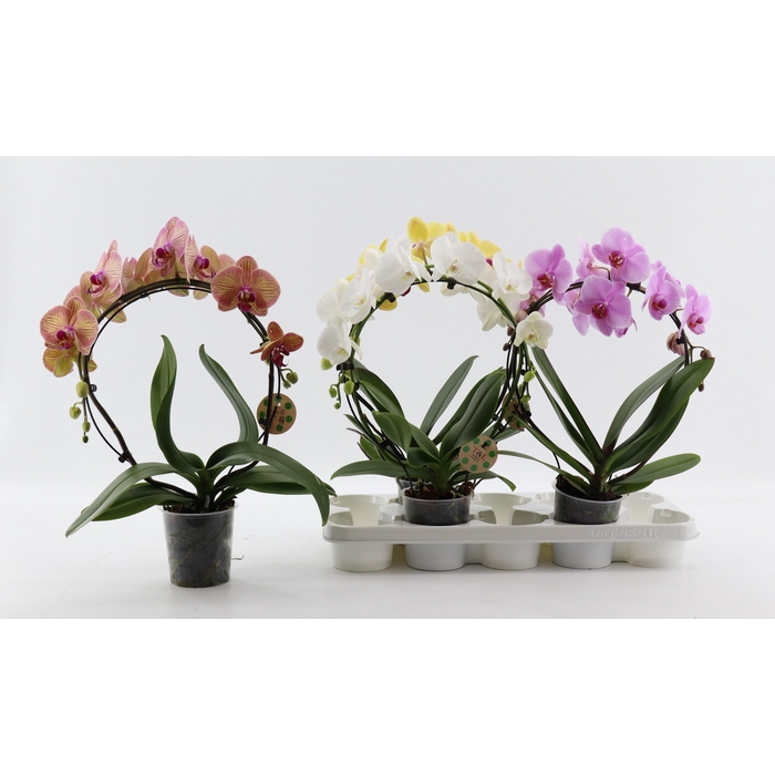 <h4>PHAL EL CASCADE</h4>