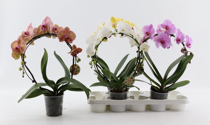 <h4>PHAL EL CASCADE</h4>