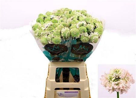 <h4>Scabiosa French Vanilla Bb Scoop</h4>