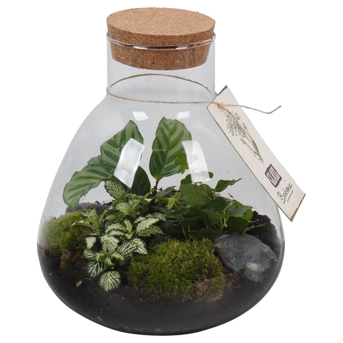 <h4>PTGIG2178 Arrangement Greens in glass in glazen terrarium</h4>