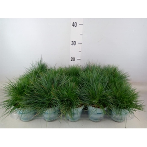 Festuca glauca 'Compacta Blue'