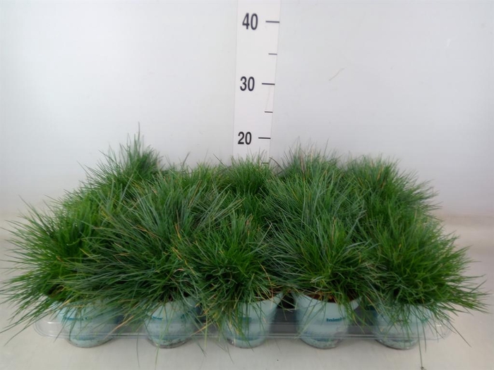 <h4>Festuca glauca 'Compacta Blue'</h4>