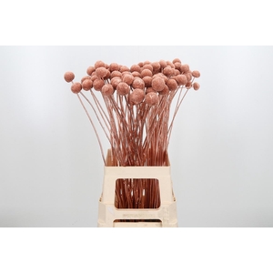 Craspedia Kl Bh Koper Xl