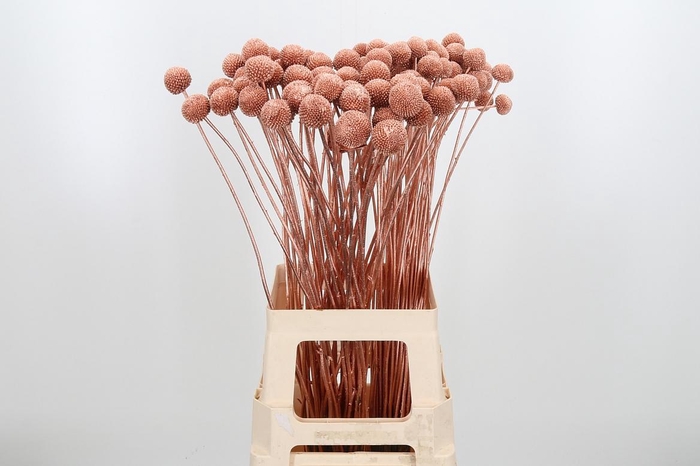 <h4>Craspedia Kl Bh Koper Xl</h4>