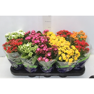 KALANCHOE DOBRADO P11