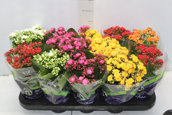<h4>KALANCHOE DOBRADO P11</h4>