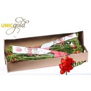 UG Dijk - Fuego 5x20 box