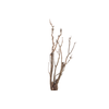 Syringa Branch Extra Meister