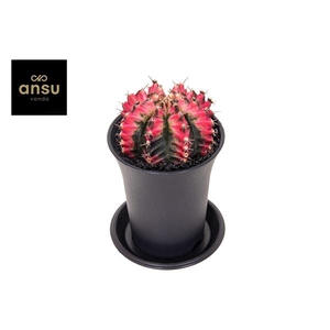 Gymno Cactus 'Multicolor'