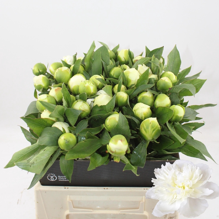 <h4>PAEO L DUCHES D NEMO</h4>