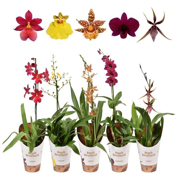 <h4>Orchideeën mix 1 tak 12 cm</h4>
