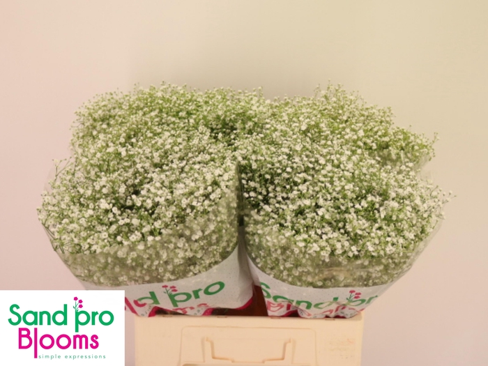 <h4>GYPS PA XLENCE</h4>